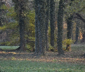 Porośnięte, Liście, Trawa, Bluszczem, Drzewa