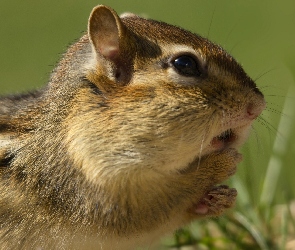 Chipmunk, Zdziwienie, Trawa