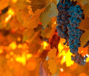Liście, Pomarańczowe, Kiść, Winogrona