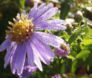 Rosy, Kropelki, Aster, Fioletowy