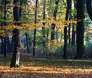 Kolorowy, Park, Jesienny