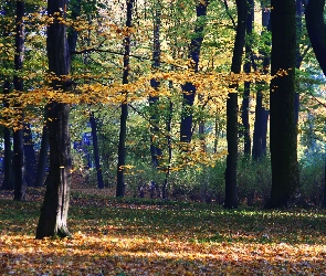 Jesienny, Park, Kolorowy