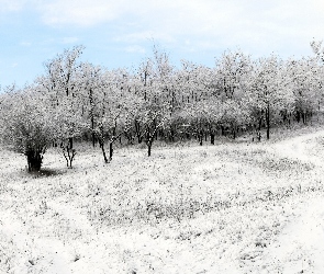 Zima, Las, Śnieg