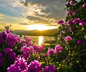 Kwiaty, Rododendron, Jezioro