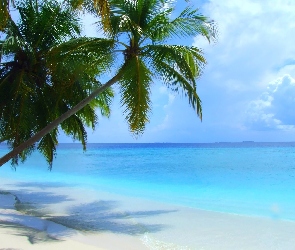 Plaża, Morze, Palmy