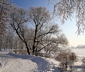 Śnieg, Drzewa, Zima, Droga