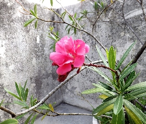 Hibiskus