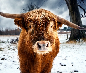 Krowa szkocka, Zima