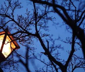 Noc, Drzewo, Latarnia