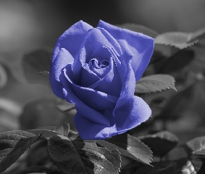 Niebieska, Listki, Róża