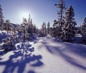 Drzewka, Słońca, Śniegiem, Promienie, Pokryte