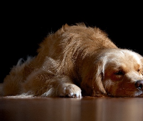 Golden, Retriever, Pies