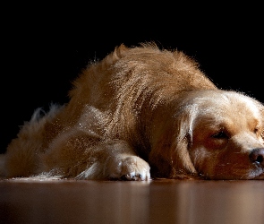 Pies, Retriever, Golden