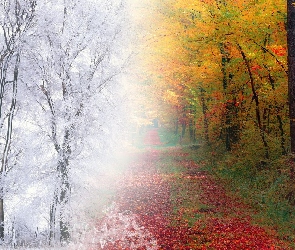 Drzewa, Zima, Jesień, Las