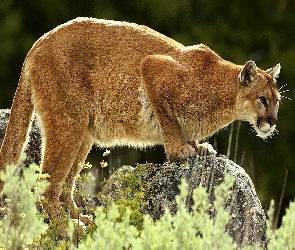 Puma, Skałka