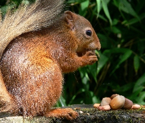 Ruda, Orzechy, Wiewiórka