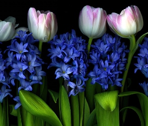 Tulipany, Hiacynty