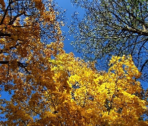Klon, Liście, Jesień