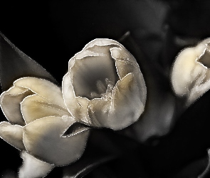 Fractalius, Tulipany