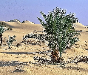 Pustynia, Palmy