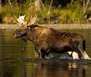 Łoś, Rzeka