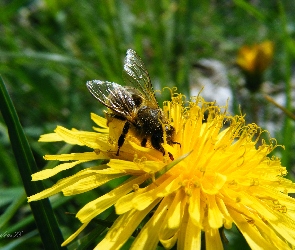 Owad, Kwiat, Pszczoła