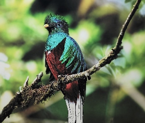 Ptak, Quetzal, Kolorowy