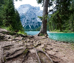 Jezioro, Góry, Korzenie, Drzewa