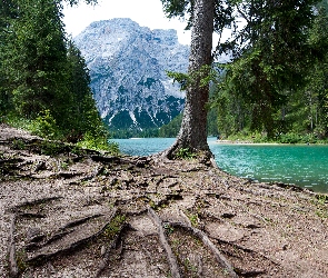 Góry, Korzenie, Jezioro, Drzewa