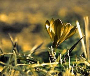 Krokus, Wiosna