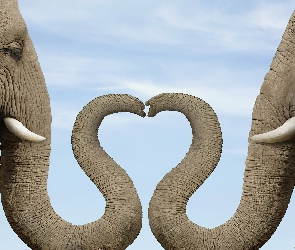 Słonie, Serce, Trąby
