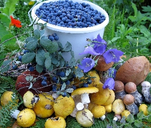 Jagody, Grzyby, Runo, Leśne