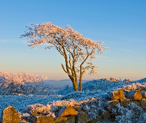 Drzewo, Zima, Kamienie