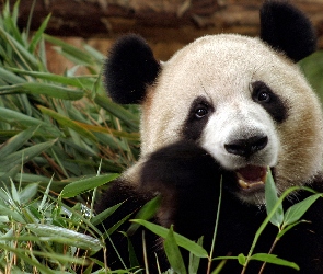 Panda, Rośliny