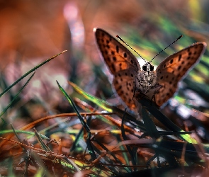 Motyl, Trawy, Źdźbła