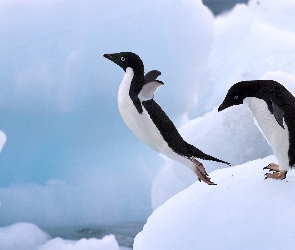 Skok, Pingwin