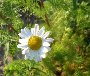 Kwiat, Rumianku, Słoneczny