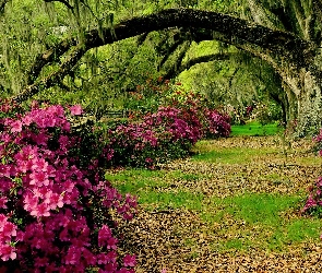 Kwiaty, Drzewa, Ogród, Różaneczniki