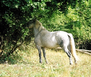 Koń, Drzewa