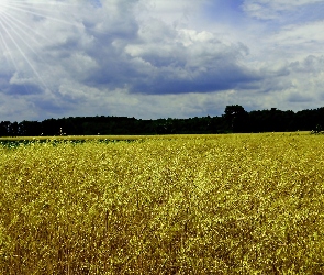 Drzewa, Niebo, Kłosy