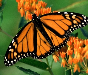 Zieleń, Kwiatki, Pomarańczowy, Motyl