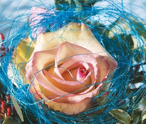 Róża, Przybranie, Niebieskie
