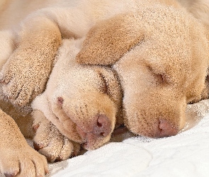 Golden, Retrievery, Śpiące