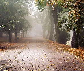 Park, Chodnik, Mgła, Ławki, Liście, Drzewa