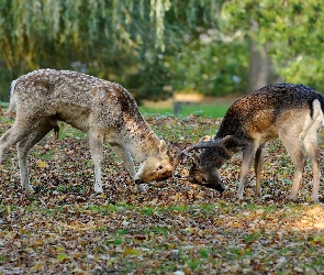 Dwa, Walka, Jelonki, Młode