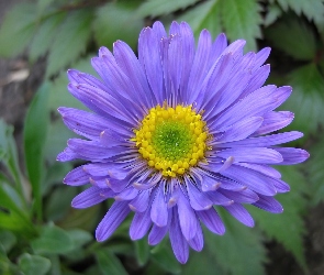 Aster, Fioletowy