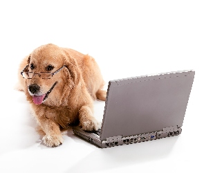 Golden retriever, Laptop, Pies