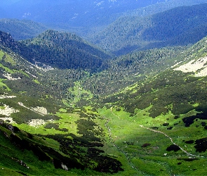Góry, Sosny