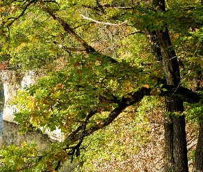 Drzewo, Woda, Jesień