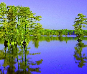 Jezioro, Drzewa, Spokojne